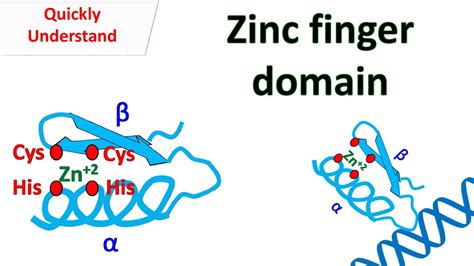 zinc finger|zinc finger motif function.